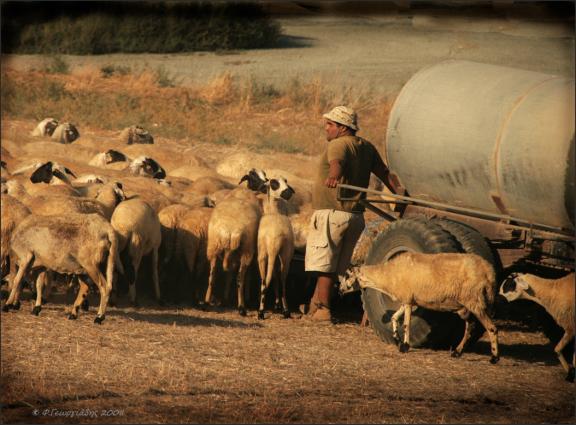 «Πρόβατα στην κυπριακή ύπαιθρο» <br/> Πηγή: Φ. Γεωργιάδης
