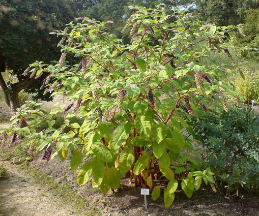 «Αγριοσταφίδα (Phytolacca americana)» <br/> Πηγή: https://commons.wikimedia.org/wiki/File:01783_-_Phytolacca_americana_%28Amerikanische_Kermesbeere%29.JPG