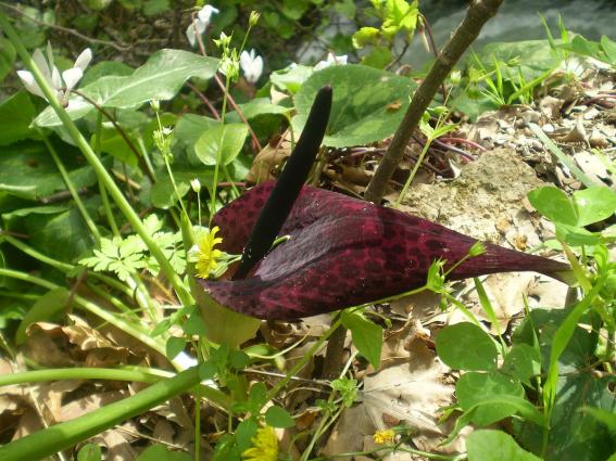 «Αρκοκολόκασον (Arum dioscoridis)» <br/> Πηγή: https://he.wikipedia.org/wiki/%D7%A7%D7%95%D7%91%D7%A5:Arum_dioscoridis.jpg