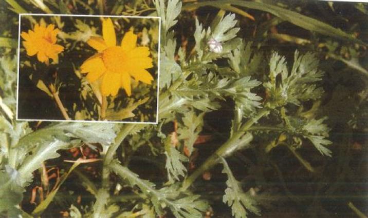 Σημιλλούδι, Καντζηλάρης Γ. (2007) 277.