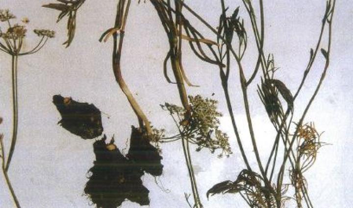 Σταυροκάρυα, Καντζηλάρης Γ.(2007) 278