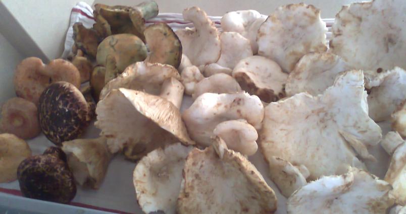Manitaria - mushrooms