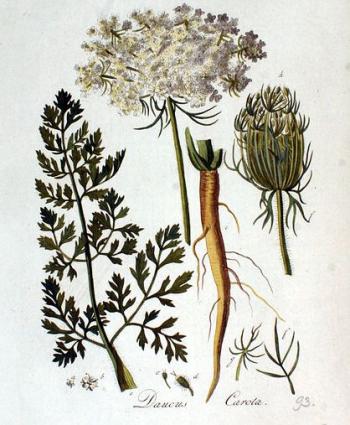 «Βαυτζ̆ίν» <br/> Πηγή: https://commons.wikimedia.org/wiki/File:Daucus_carota_%E2%80%94_Flora_Batava_%E2%80%94_Volume_v2.jpg