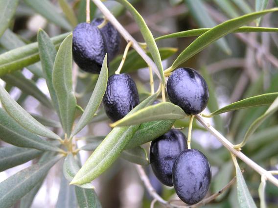«Ώριμοι καρποί ελιάς» <br/> Πηγή: Wikimedia Commons, File:Aceitunas maduras. JPG, https://upload.wikimedia.org/wikipedia/commons/9/98/Aceitunas_maduras.JPG