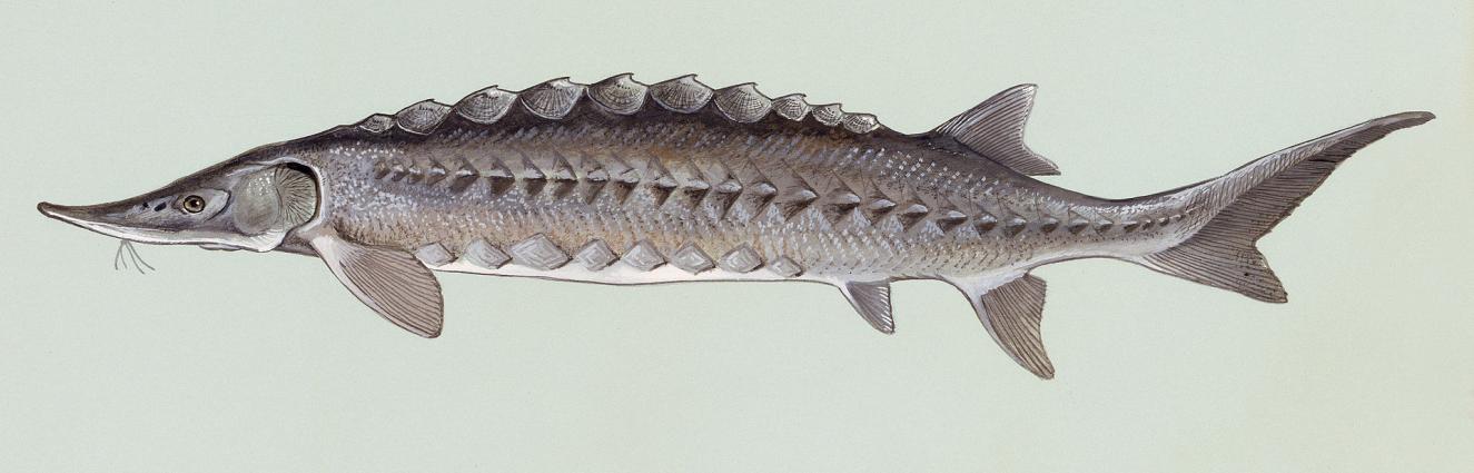 «Οξύρρυγχος» <br/> Πηγή: https://en.wikipedia.org/wiki/Acipenser_oxyrinchus#/media/File:Acipenser_oxyrhynchus.jpg
