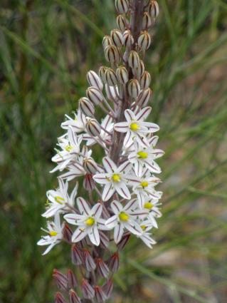 «Αβρόσ̆σ̆ιλλα» <br/> Πηγή: http://en.wikipedia.org/wiki/Drimia_maritima#/media/File:Drimia_maritima_Infllor_2010-10-03_SierraMadrona.jpg