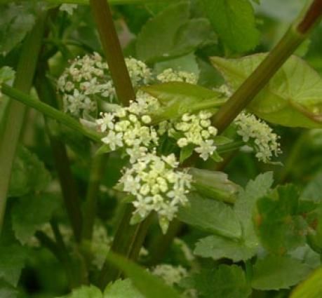 «Αρκοσελλενούιν (Apium nodiflorum)» <br/> Πηγή: https://en.wikipedia.org/wiki/Apium_nodiflorum#/media/File:Helosciadium_nodiflorum2.jpg