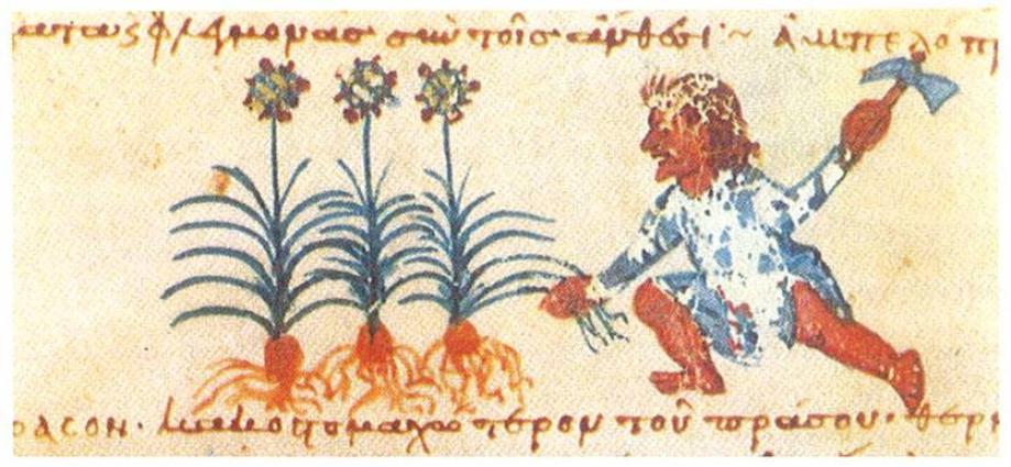 Καλλιέργεια κήπου. Λεπτομέρεια μικρογραφίας χειρογράφου του 12ου αι. από τη Μονή Μεγίστης Λαύρας του Αγίου Όρους.J. Koder, 2005. "Η καθημερινή διατροφή στο Βυζάντιο με βάση τις πηγές", εικ. 7, σελ. 24. Στο Δ. Παπανικόλα-Μπακιρτζή (επιμ. έκδ.), Βυζαντινών Διατροφή και Μαγειρείαι. Αθήνα: Ταμείο Αρχαιολογικών Πόρων και Απαλλοτριώσεων.