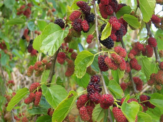 «Βαβάτσινοι (μούρα)» <br/> Πηγή: https://en.wikipedia.org/wiki/Moreae#/media/File:Morus_alba_fruits.jpg