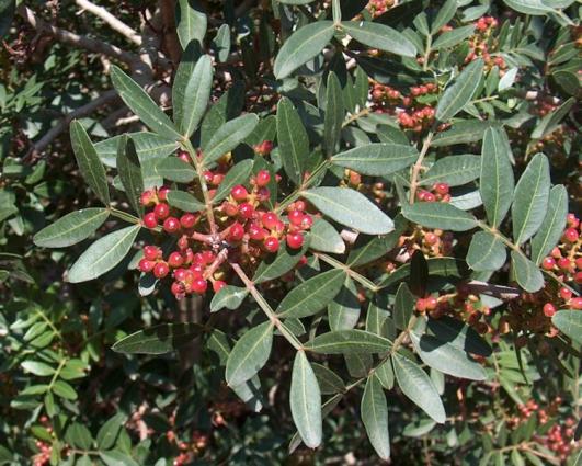 «Φυτό και καρποί σχοίνου (Pistacia lentiscus)»