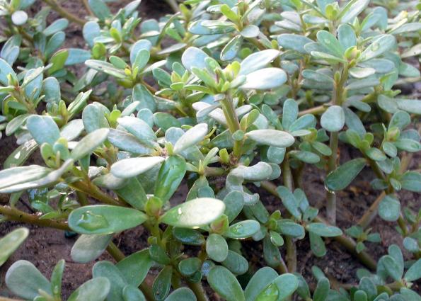 Γλιστηρίδα <br/> http://en.wikipedia.org/wiki/File:Portulaca_oleracea.JPG