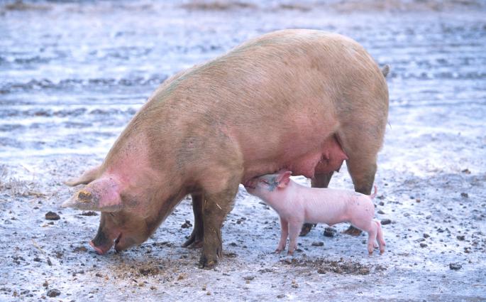 «Οικόσιτος χοίρος» <br/> Πηγή: http://en.wikipedia.org/wiki/File:Sow_with_piglet.jpg