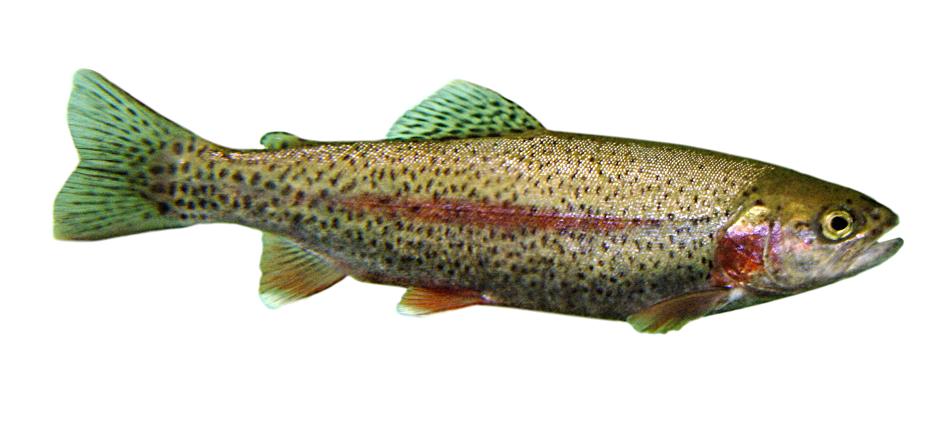 Πέστροφα  Oncorhynchus mykiss. <br/> Πηγή: http://en.wikipedia.org/wiki/File:Trout.jpg