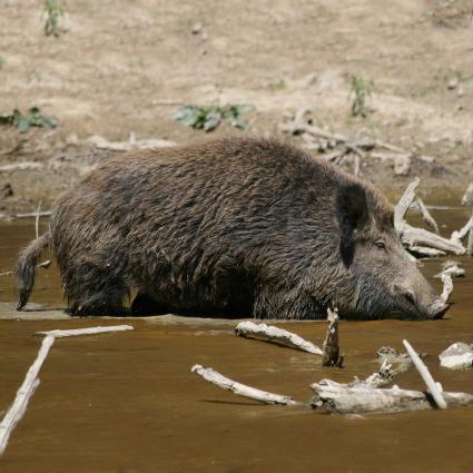 «Αγριόχοιρος» <br/> Πηγή: http://commons.wikimedia.org/wiki/File:Wild_Boar_Habitat_quadrat.jpg