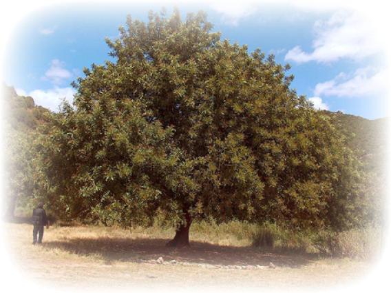 Terats̆iá, teráts̆ia - carob tree and carobs