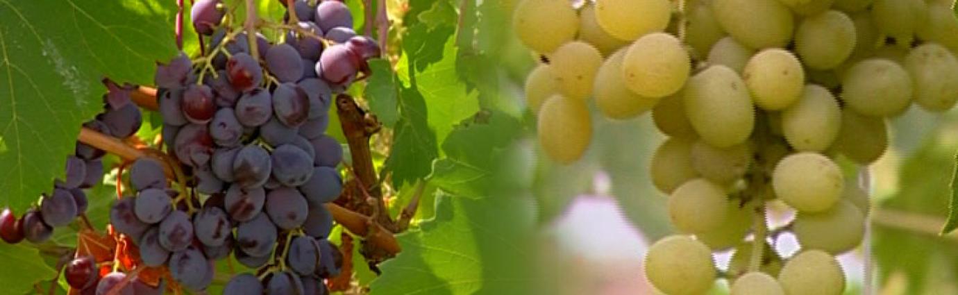 &quot;Commandaria is made exclusively from two types of indigenous Cyprus grapes: Xynisteri and Mavro&quot; 