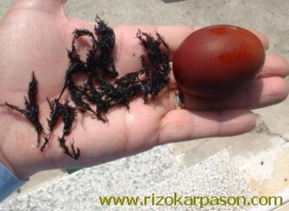 Άδεια δημοσίευσης από: http://www.rizokarpason.com/sintages1.htm  