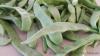Φασολάκι. &lt;br/&gt; Πηγή: Στάλω Λαζάρου.