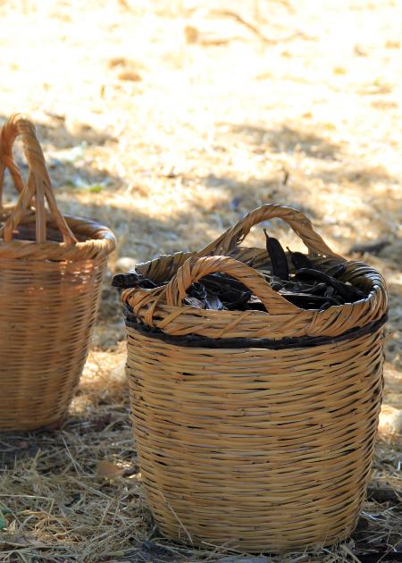 Βιβλίο Χαρουπιάς Μελώματα