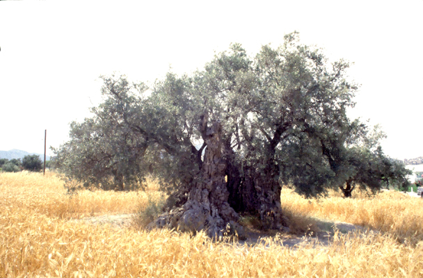 http://www.moa.gov.cy/moa/fd/fd.nsf/All/EF5158806BDFA410C22570300031AED8?OpenDocument