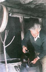 Μούστος. 
