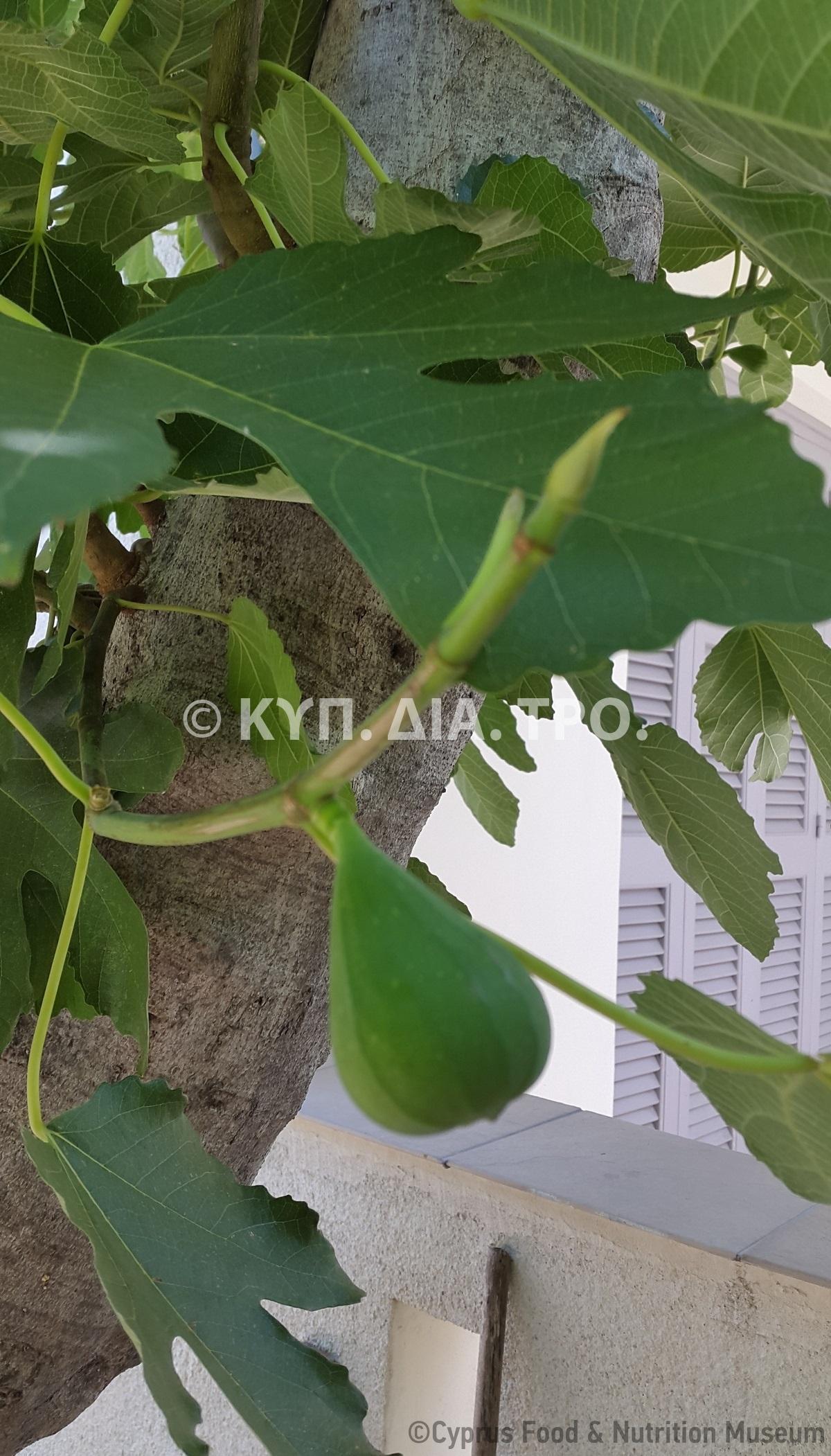 Βάρτιτζιη συκιά στον Άγιο Δομέτιο. 