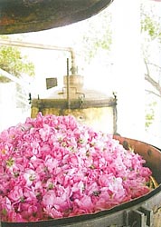 http://www.agros.org.cy/tradition_products_rosewater.shtm