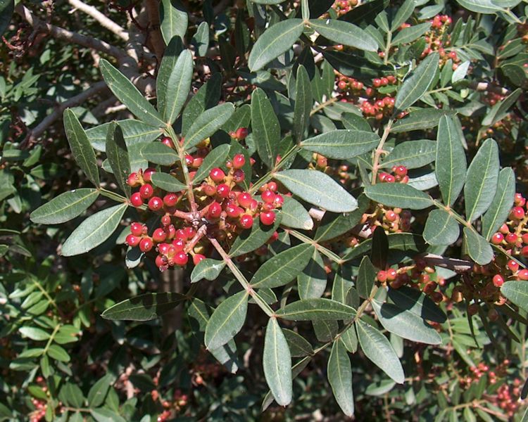 «Φυτό και καρποί σχοίνου (Pistacia lentiscus)»