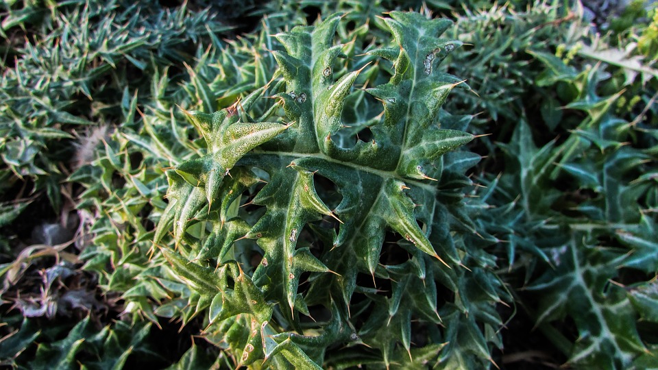 «Απλωταρκά (cynara cornigera). Πάρκο Κάβο Γκρέκο, Κύπρος» 